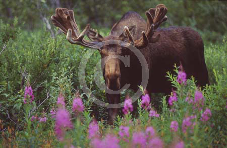 bullmoosefireweed001